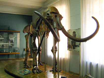 Скелет мамонта у Полтавському краєзнавчому музеї. Фото